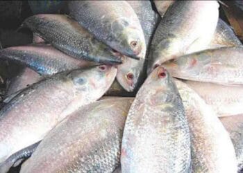 সাগরে ইলিশ ধরা পড়ায় দারুণ খুশি স্বস্তি ফিরেছে মৎস্য ব্যবসায়ীদের