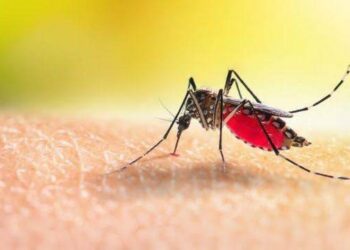ডেঙ্গু রোগের প্রকোপ বাড়ছে
