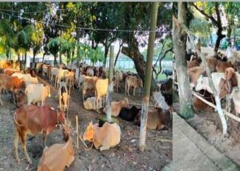 দোয়ারাবাজার থানার পুলিশের অভিযানে ৭১টি ভারতীয় গরু উদ্ধার গ্রেফতার-১
