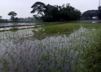 কেন্দুয়ায় সংখ্যালঘু পরিবারের জমি দখল ও প্রাণনাশের হুমকির অভিযোগ