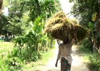 নেত্রকোনায় আউশ ধানের আশানুরূপ ফলন, দ্বিগুণেরও বেশি জমিতে আবাদ