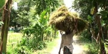 নেত্রকোনায় আউশ ধানের আশানুরূপ ফলন, দ্বিগুণেরও বেশি জমিতে আবাদ