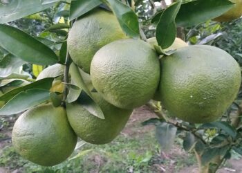 সাতক্ষীরায় বাণিজ্যিকভাবে মাল্টা চাষে সফলতা