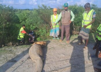 কুয়াকাটা সৈকতে ভেসে এলো মৃত ইরাবতী ডলফিন