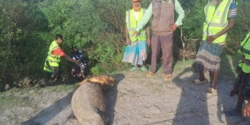 কুয়াকাটা সৈকতে ভেসে এলো মৃত ইরাবতী ডলফিন