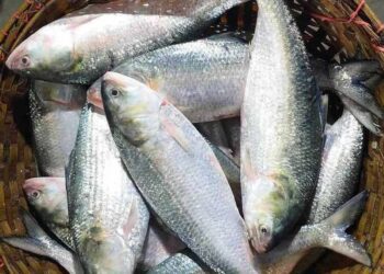 উৎসবের মরসুমে পদ্মার ইলিশ নিয়ে টানাপোড়েন