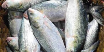 উৎসবের মরসুমে পদ্মার ইলিশ নিয়ে টানাপোড়েন