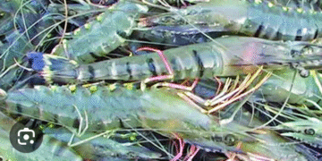 সাদা সোনাখ্যাত বাগদা চিংড়ি উৎপাদনে দ্বিতীয় বাগেরহাট