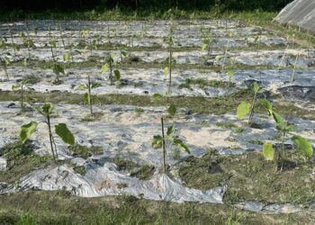 নেত্রকোণায় মালচিং পদ্ধতিতে তরমুজ চাষে সাফল্য
