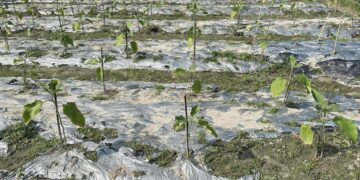 নেত্রকোণায় মালচিং পদ্ধতিতে তরমুজ চাষে সাফল্য