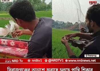 সিরাজগঞ্জের তাড়াশে অবাধে চলছে পাখি শিকার