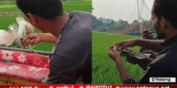 সিরাজগঞ্জের তাড়াশে অবাধে চলছে পাখি শিকার