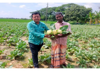 রাজশাহীতে কৃষিতে নতুন দিগন্ত: গ্রীষ্মকালীন ফুলকপি চাষে সাফল্যের গল্প