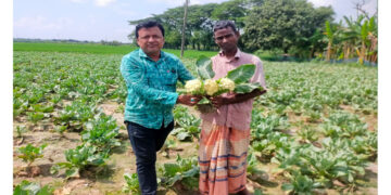 রাজশাহীতে কৃষিতে নতুন দিগন্ত: গ্রীষ্মকালীন ফুলকপি চাষে সাফল্যের গল্প