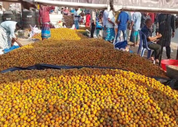 লক্ষ্মীপুরে সুপারি চাষে সোনালি সম্ভাবনা