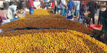 লক্ষ্মীপুরে সুপারি চাষে সোনালি সম্ভাবনা