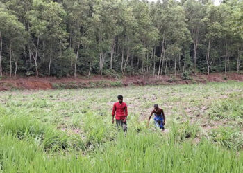 শেরপুরে বন্য হাতির তাণ্ডবে ৫ একর ধানক্ষেত নষ্ট
