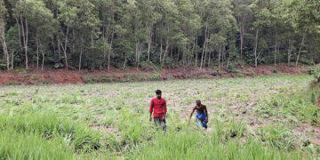 শেরপুরে বন্য হাতির তাণ্ডবে ৫ একর ধানক্ষেত নষ্ট