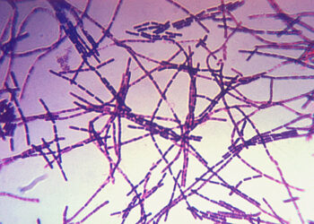 অ্যানথ্রাক্স প্রতিরোধে প্রাণিসম্পদ অধিদপ্তরের দেশজুড়ে জরুরি অভিযান