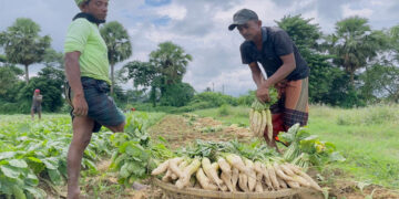 ভান্তির চরে সাদা মুলা চাষে সাফল্য — কৃষকের মুখে হাসি