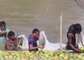 নদীর স্রোতে ভাসে পাহাড়ি জাম্বুরা: ব্যয় কমাচ্ছেন বুদ্ধিমান কৃষকরা