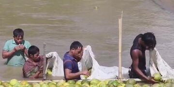 নদীর স্রোতে ভাসে পাহাড়ি জাম্বুরা: ব্যয় কমাচ্ছেন বুদ্ধিমান কৃষকরা