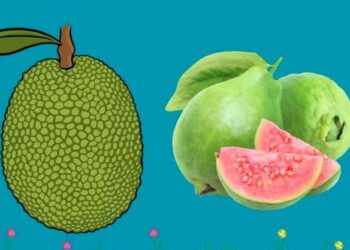 চীনের নজর এবার কাঁঠাল ও পেয়ারা আমদানিতে