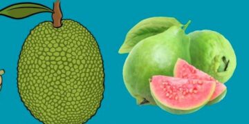 চীনের নজর এবার কাঁঠাল ও পেয়ারা আমদানিতে