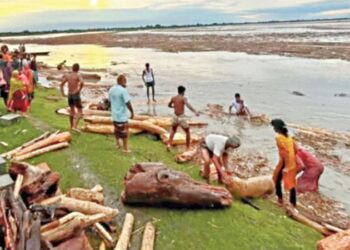 দুধকুমার ও ব্রহ্মপুত্রে ভেসে আসছে গুঁড়ি