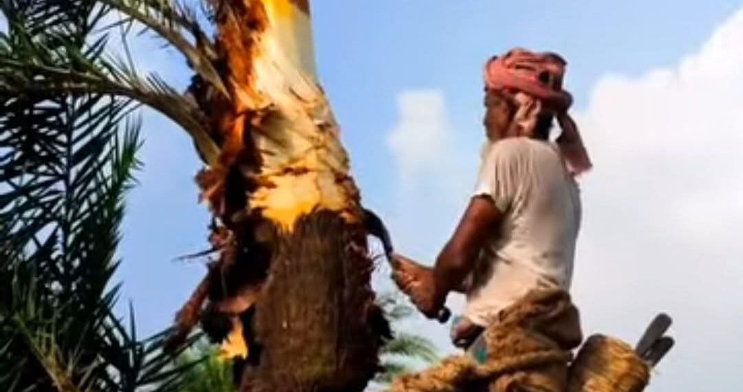 সিরাজগঞ্জ তাড়াশে খেজুর রস সংগ্রহে প্রস্তুতি নিচ্ছেন গাছিরা