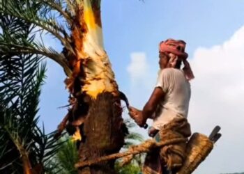 সিরাজগঞ্জ তাড়াশে খেজুর রস সংগ্রহে প্রস্তুতি নিচ্ছেন গাছিরা