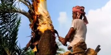 সিরাজগঞ্জ তাড়াশে খেজুর রস সংগ্রহে প্রস্তুতি নিচ্ছেন গাছিরা