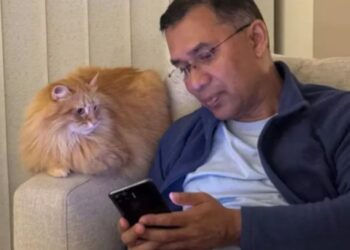 সোশ্যাল মিডিয়া সেনসেশন ‘জেবু দ্য ক্যাট