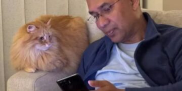 সোশ্যাল মিডিয়া সেনসেশন ‘জেবু দ্য ক্যাট