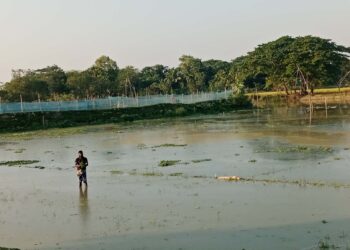 পূর্বধলায় স্লুইসগেটের বাঁধে তলিয়ে গেছে ছয় গ্রামের বীজতলা