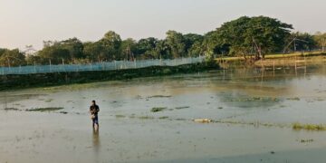 পূর্বধলায় স্লুইসগেটের বাঁধে তলিয়ে গেছে ছয় গ্রামের বীজতলা
