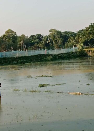 পূর্বধলায় স্লুইসগেটের বাঁধে তলিয়ে গেছে ছয় গ্রামের বীজতলা